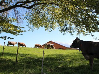 Wenige Gehminuten entfernt liegt unser Bio Bauernhof