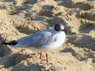 Appartamento per vacanze Sahlenburg  16