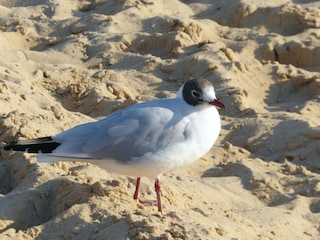 Ferienwohnung Sahlenburg  16