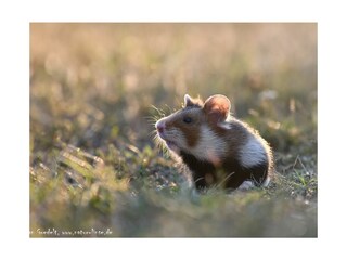 Appartamento per vacanze St. Andrä am Zicksee Ambiente 38