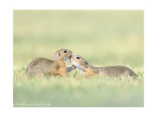 Appartamento per vacanze St. Andrä am Zicksee Ambiente 39