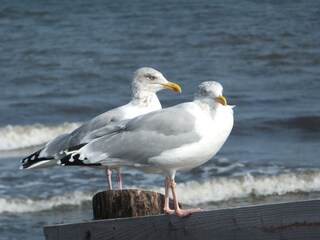 Appartamento per vacanze Zingst Ambiente 21