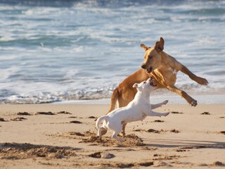 Brave Hunde herzlich willkommen