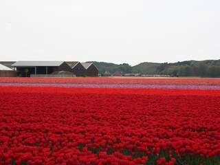Appartamento Egmond aan Zee  18