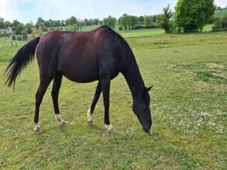 Vakantiehuis Mûrs-Erigné Omgeving 31