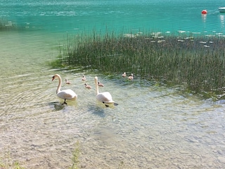 Vakantieappartement Unterach am Attersee Buitenaudio-opname 10