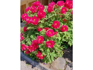 Appartamento per vacanze Unterach am Attersee Registrazione all'aperto 11