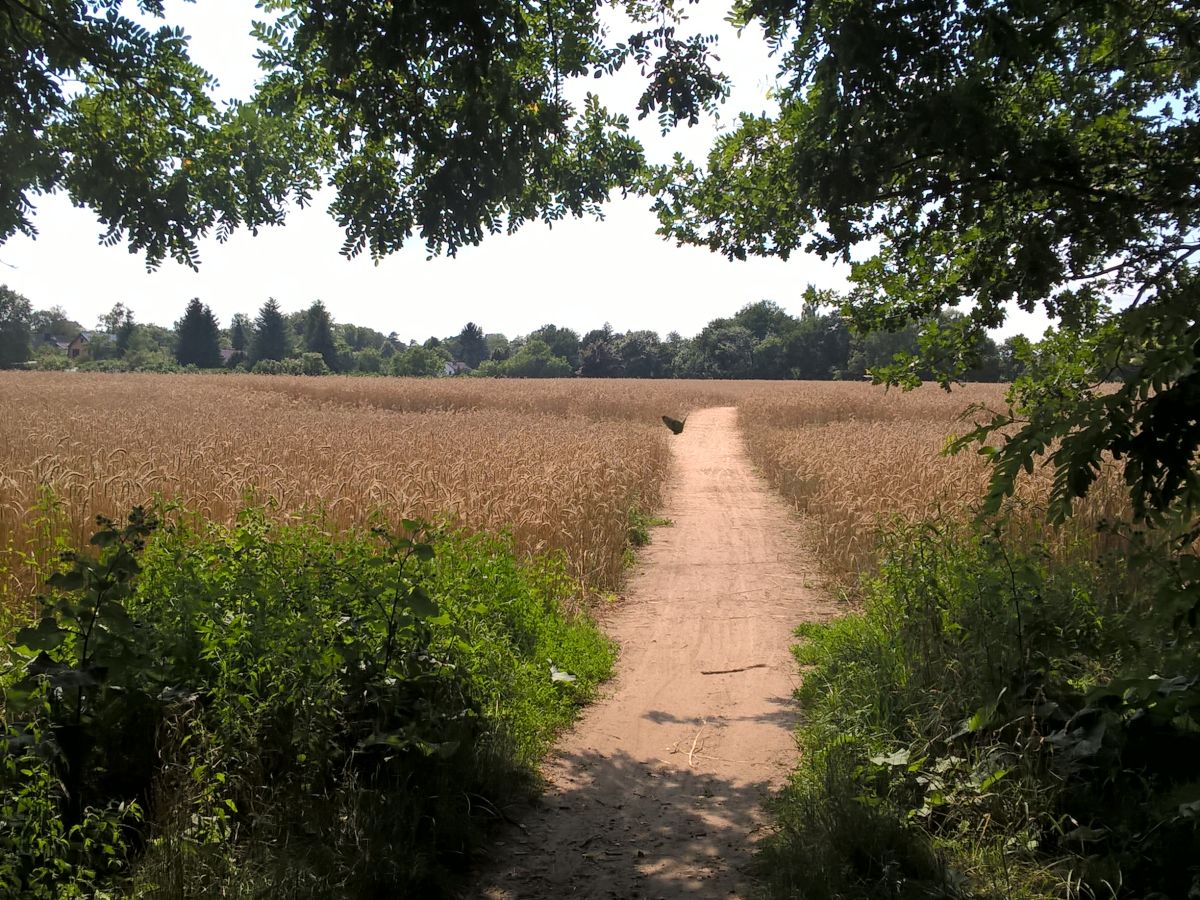 Sommer auf dem Feld