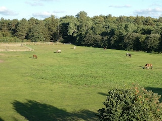 Appartamento per vacanze Sahlenburg Registrazione all'aperto 3