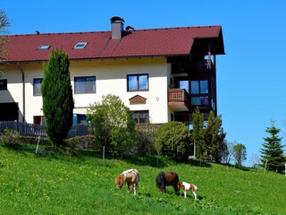 Appartamento per vacanze Unterach am Attersee Registrazione all'aperto 2