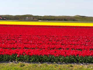 Casa per le vacanze Julianadorp Ambiente 33