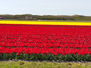 Tulpenfelder rund ums Ferienhaus