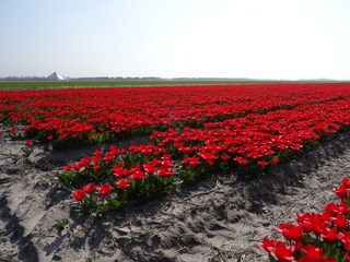 Casa per le vacanze Julianadorp Ambiente 22