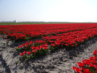 Die Tulpenfelder im Frühling sind wunderbar