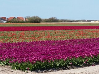 Casa per le vacanze Julianadorp Ambiente 25