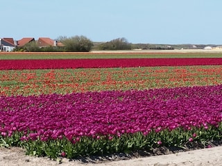 Tulpenblüte im April