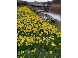 Blütenteppiche im Frühling