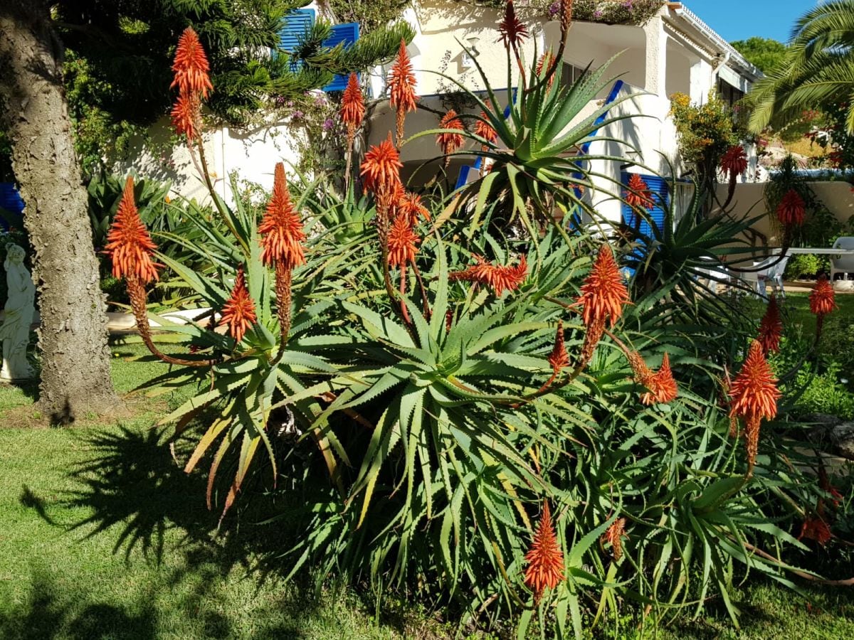 Paradiesischer Garten