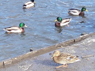 Vakantiehuis Ouddorp Omgeving 32