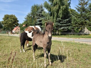 Holiday house Kröpelin  35