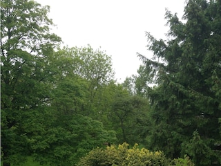 Blick in den Garten