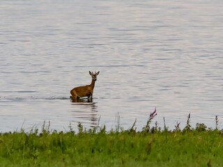 Appartamento per vacanze Havelaue Ambiente 28