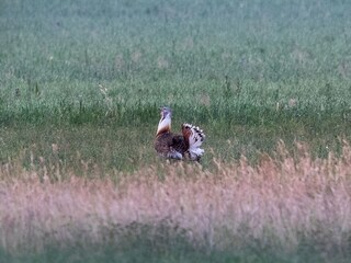 Appartamento per vacanze Havelaue Ambiente 29