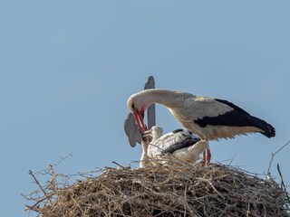 Appartamento per vacanze Havelaue Ambiente 31