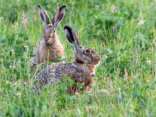Appartamento per vacanze Havelaue Ambiente 36
