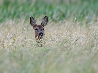 Appartamento per vacanze Havelaue Ambiente 37