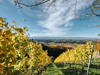 Blick von den Weingärten in die Weststeiermark