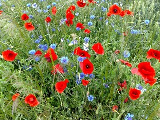 Appartement Schwasdorf Environnement 28