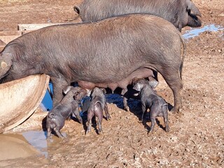 Tenuta Ses Salines Ambiente 38