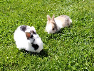 Appartamento per vacanze Kastelruth Ambiente 31