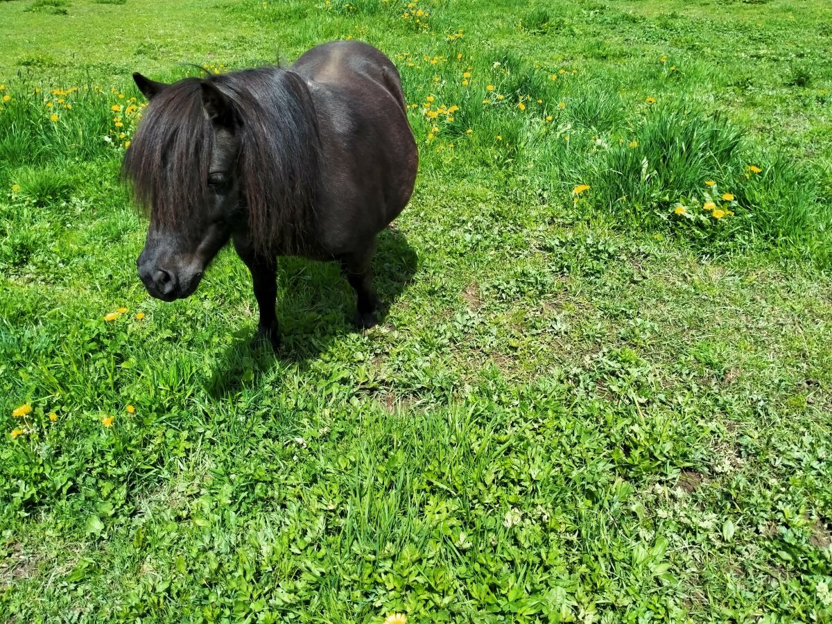 Pony Maya freut sich auf neue Bekanntschaften