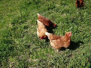 Appartamento per vacanze Kastelruth Ambiente 28