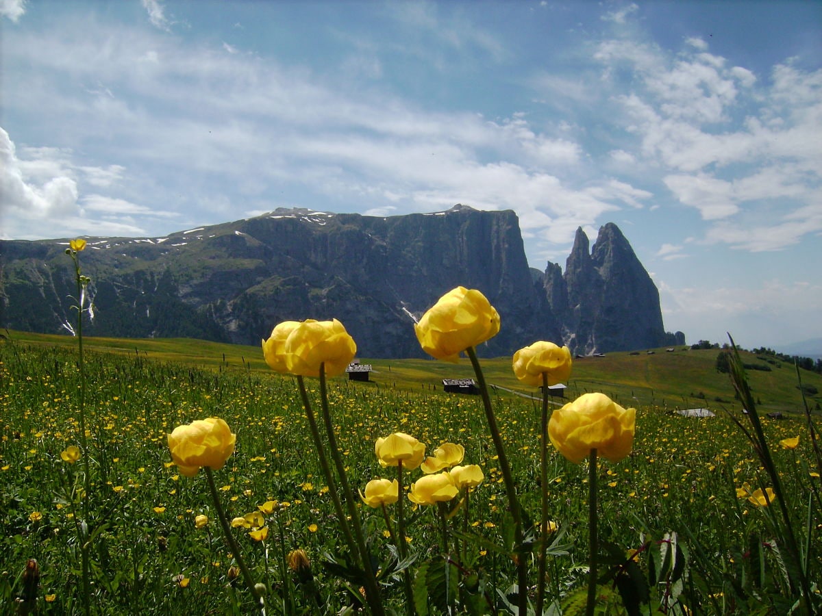 Seiser Alm mit Blick auf den Schlern