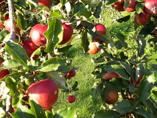 Appartamento per vacanze Kastelruth Registrazione all'aperto 14