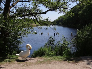 Vakantieappartement Prerow Omgeving 18