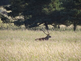 Appartement de vacances Prerow Environnement 19