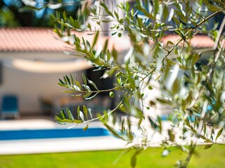 Villa Nedescina Outdoor Recording 16