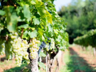 Villa Nedescina Registrazione all'aperto 20