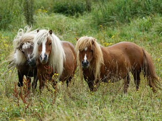 Appartamento per vacanze Riezlern Ambiente 36