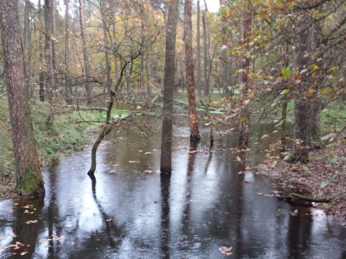 Veluwe, forest with many beautiful hiking cycling trails