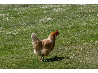 Vakantiehuisje Vrouwenpolder  31