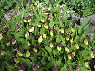 Appartamento per vacanze Hirschegg im Kleinwalsertal Ambiente 13