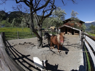 Appartamento per vacanze Hippach Registrazione all'aperto 10