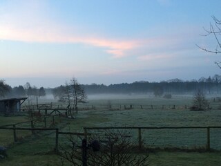 Morgenstimmung auf der Wiese