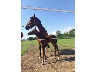 Appartamento per vacanze Eckernförde Registrazione all'aperto 8