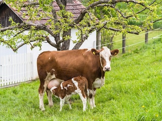 Casa per le vacanze St. Margarethen Ambiente 38